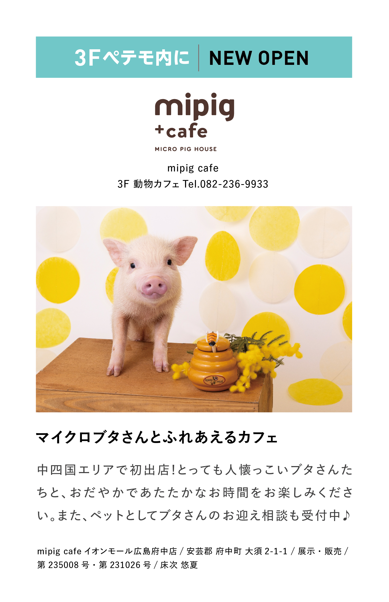 mipig cafe